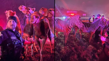 Camels, zebras, and a miniature horse belonging to a circus were rescued from a truck fire.