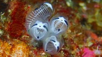 The skeleton panda sea squirt is a species that’s been newly-identified in Japan.
