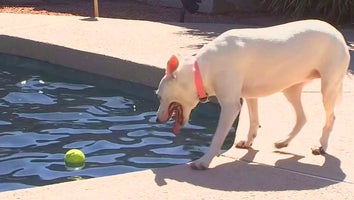 Dog look at tennis ball in pool