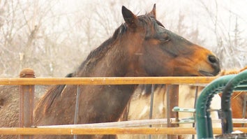 Neglected Horses Now Available for Adoption