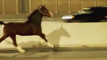 Horse loose on the highway