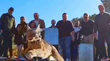 Five endangered Iberian Lynx were released into the wilds of Southern Spain.