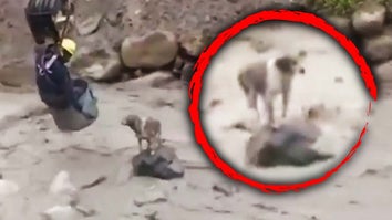 A construction worker in a crane saved the life of a dog stranded in a rushing river in Bolivia.