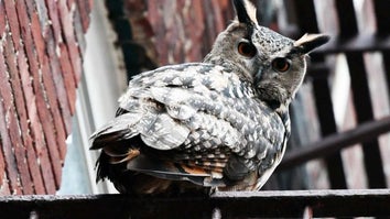 Flaco the Escaped Central Park Zoo Owl 