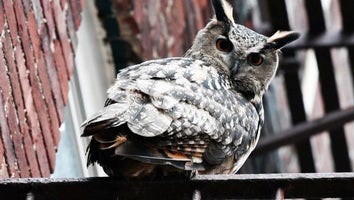 Flaco the Escaped Central Park Zoo Owl 