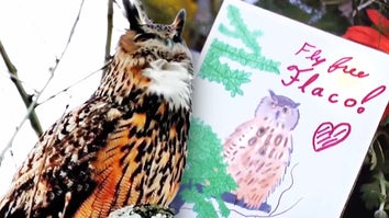  Flaco the Owl/Handmade condolence card for Flaco