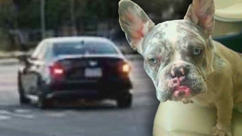 Police are looking for a French Bulldog named Lola who was stolen from her Highland, California yard.