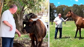 Cows join horses and dogs as therapy animals at Euroa Horse Farm in VIctoria, Australia.