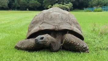 Jonathan, a 192 year old Seychelles giant tortoise, is Guinness Records’ oldest living land animal.