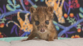 A rare male spotted fanaloka pup was born at the Nashville Zoo.