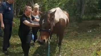 A drowning horse was rescued from Florida retention pond, and it was caught on camera