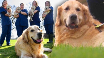 Trigger, a 9-year-old golden retriever, has fathered 39 litters, totaling 323 puppies, for UK charity, Guide Dogs.