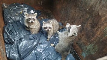 Raccoon in dumpsters
