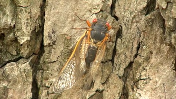 Fourteen states in the Midwest will get a double portion of the loud insects, cicadas, this season.