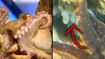 Pet Octopus Lays 50 Eggs