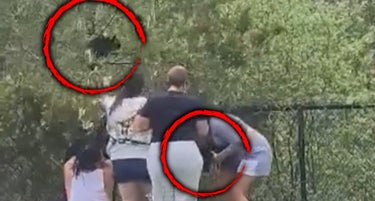 Alarming Video Shows Group of People Grab Black Bear Cubs From Tree in North Carolina to Take Pictures