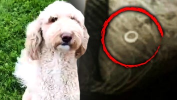 Ember the Goldendoodle/ x-ray of wedding ring