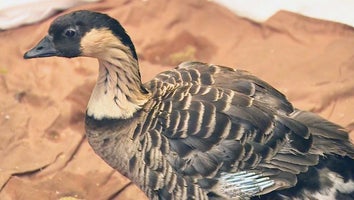 Rare Hawaiian Geese, called Nene, were found in Southern California.