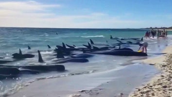 At least 28 pilot whales died after 4 pods, totaling about 160 whales, were stranded on a Western Australia beach.
