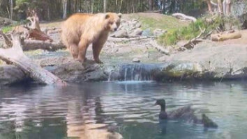 Brown bear stands on a rock, staring at a family of ducks on the water.