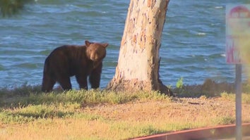 A 2-year-old black bear playing through Castaic, California, is causing a stir.