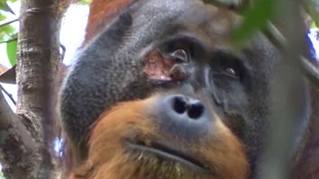 Orangutan with face wound