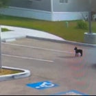 Good Samaritan Rescues Puppy Abandoned in Parking Lot