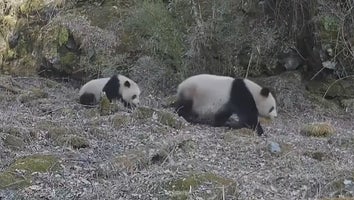 A mother and baby Qinling Giant Panda, known for being brown instead of black and white, were caught on camera in China for the first time in 6 years. 