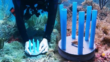 Diver planting coral, Coral protected by straws