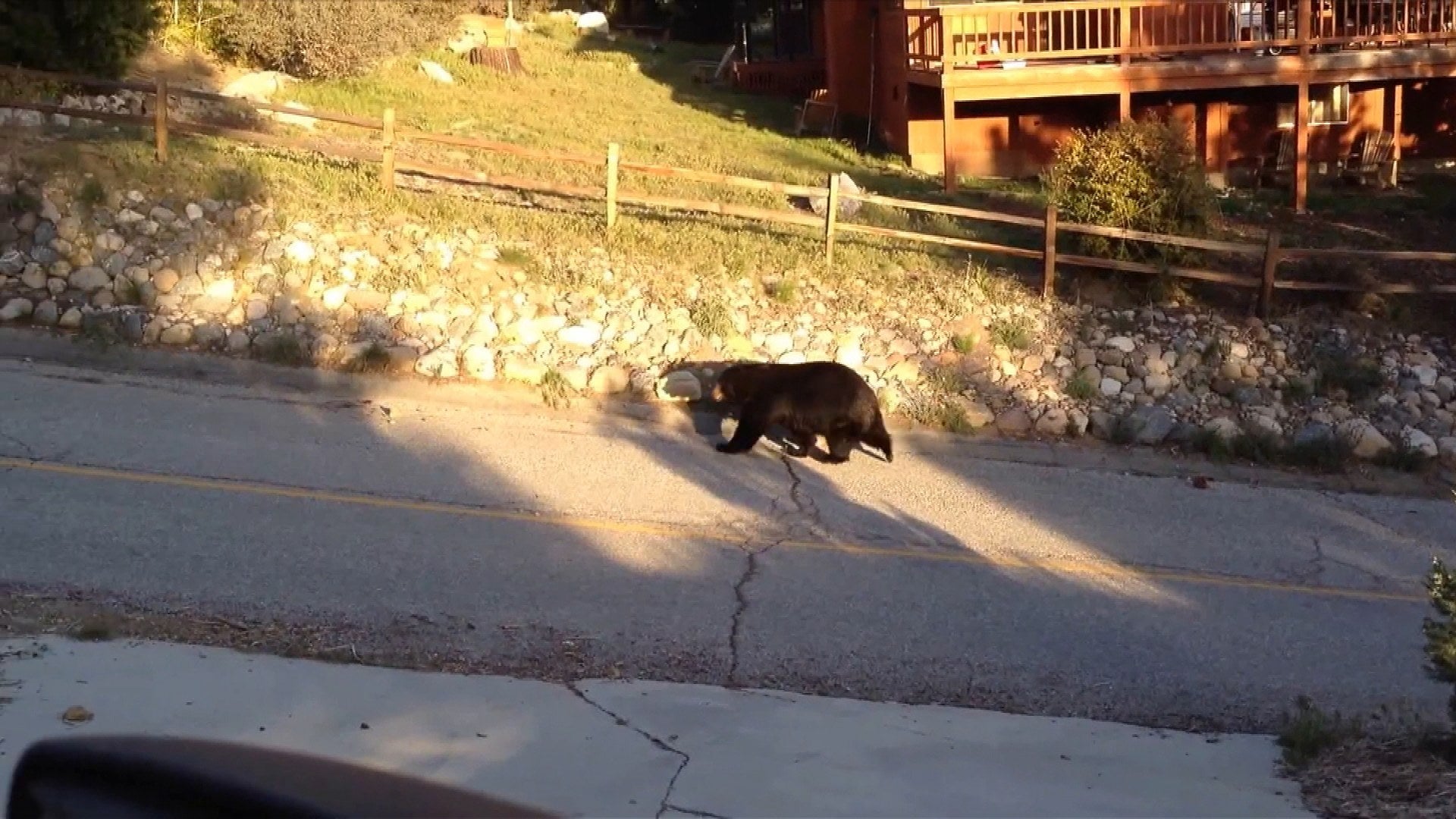Bear Invasion Hits California Mountain Town - Vimarsana News