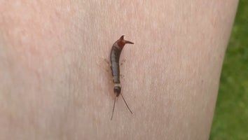 Close Up Photo of An Earwig