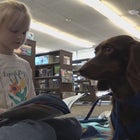 Girl reading to therapy dog