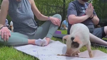 Animal Lovers Enjoy a Piglet Yoga Class in Massachusetts 