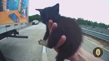 A truck driver and an Alachua County Police Officer saved the life of a kitten in the middle of a highway.