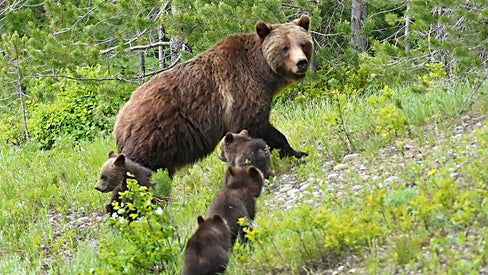 Bears in Grand Teton Mountains