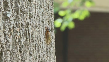 Cicada crawling up a tree