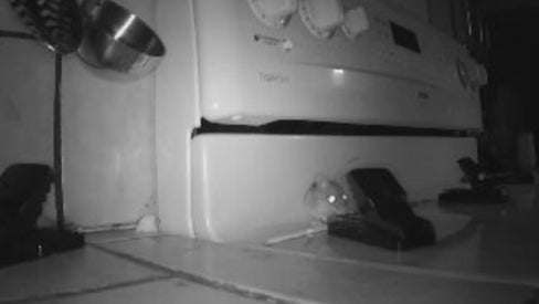 Mouse on stovetop