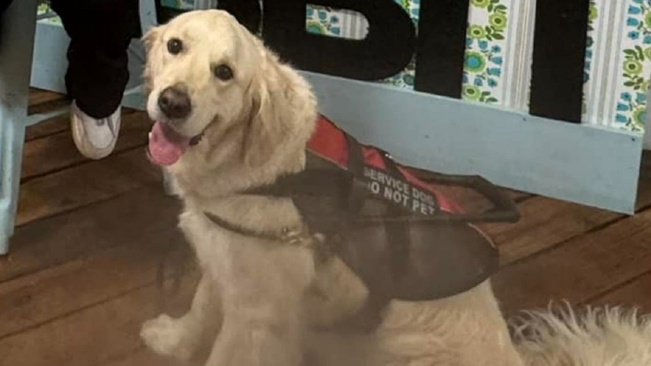 Legally Blind Woman's Service Dog Not Allowed in Restaurant, She Says - Vimarsana News