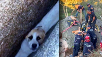 Close up of a small dog wedged between 2 large rocks / Wide view of rescue workers trying to help the dog