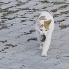 Cat Terrorizes Mouse 