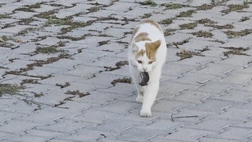 Cat Terrorizes Mouse