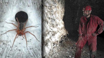 Spider perched on a web / Scientist admiring wall full of spider webs