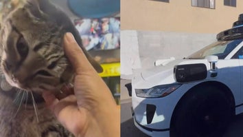 Kitkat the cat, driverless Waymo car on the street