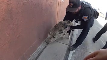 Cops Chase Wild Pig Running Around Highway