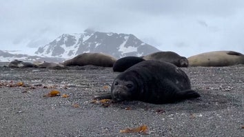 Elephant seals on beach with snow covered mountain in the distance