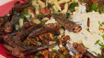 salad with prepared insects