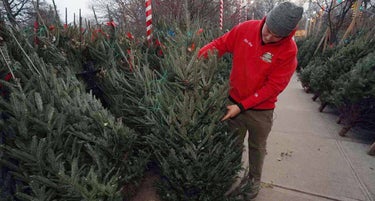 New Documentary Follows Five NYC Families In Tree Selling Business
