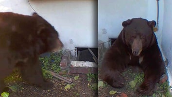 Bear walking toward house with a crawlspace opening / Large bear trying to exit a small crawlspace