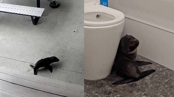 split image of baby seal outside bar/baby seal cowering next to toilet