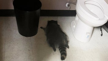 Racoon on bathroom floor
